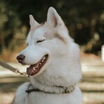 Зооняня выгул питомца